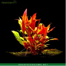 Alternanthera reineckii 'Roseafolia'